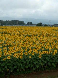 (untitled)