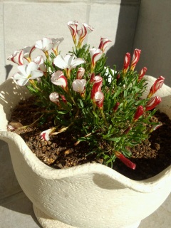 ILUX