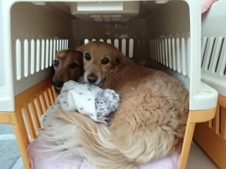 (^w^)