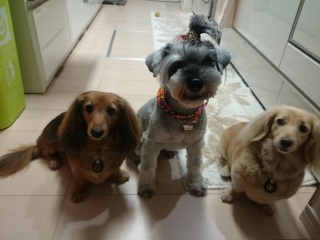 (^w^)