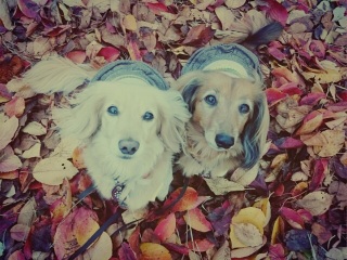 autumn color