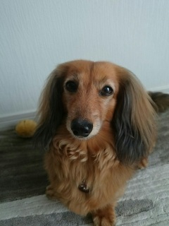 (^w^)