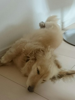 ̐Qp