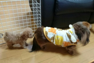 Ȃ(^w^)