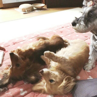 (^w^)