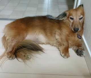 ςʔ