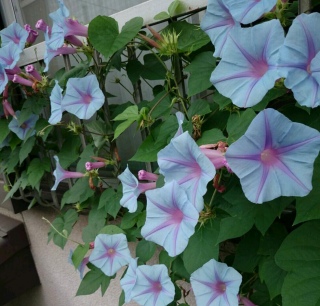 炽