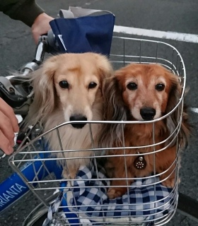 (^w^)