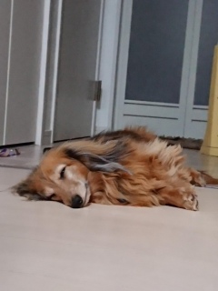񂸂ŐQȂ