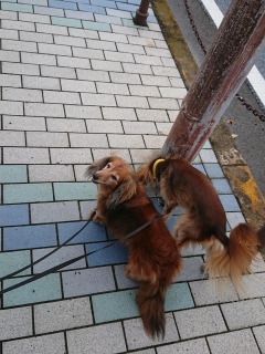 䕗O