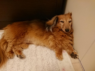 (^w^)