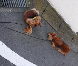 Ȃ肻