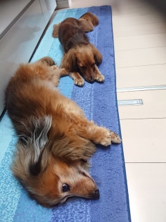 ̈(^^;