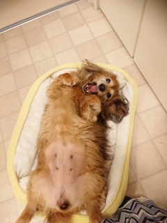 C͂肽̂